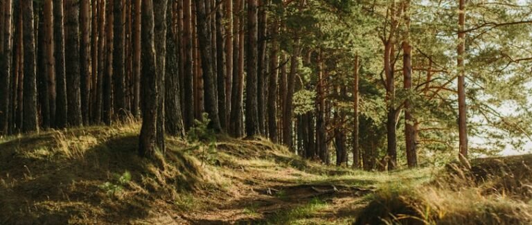 Kąpiele leśne w Beskidach: 5 powodów, żeby wypróbować je w Wiśle